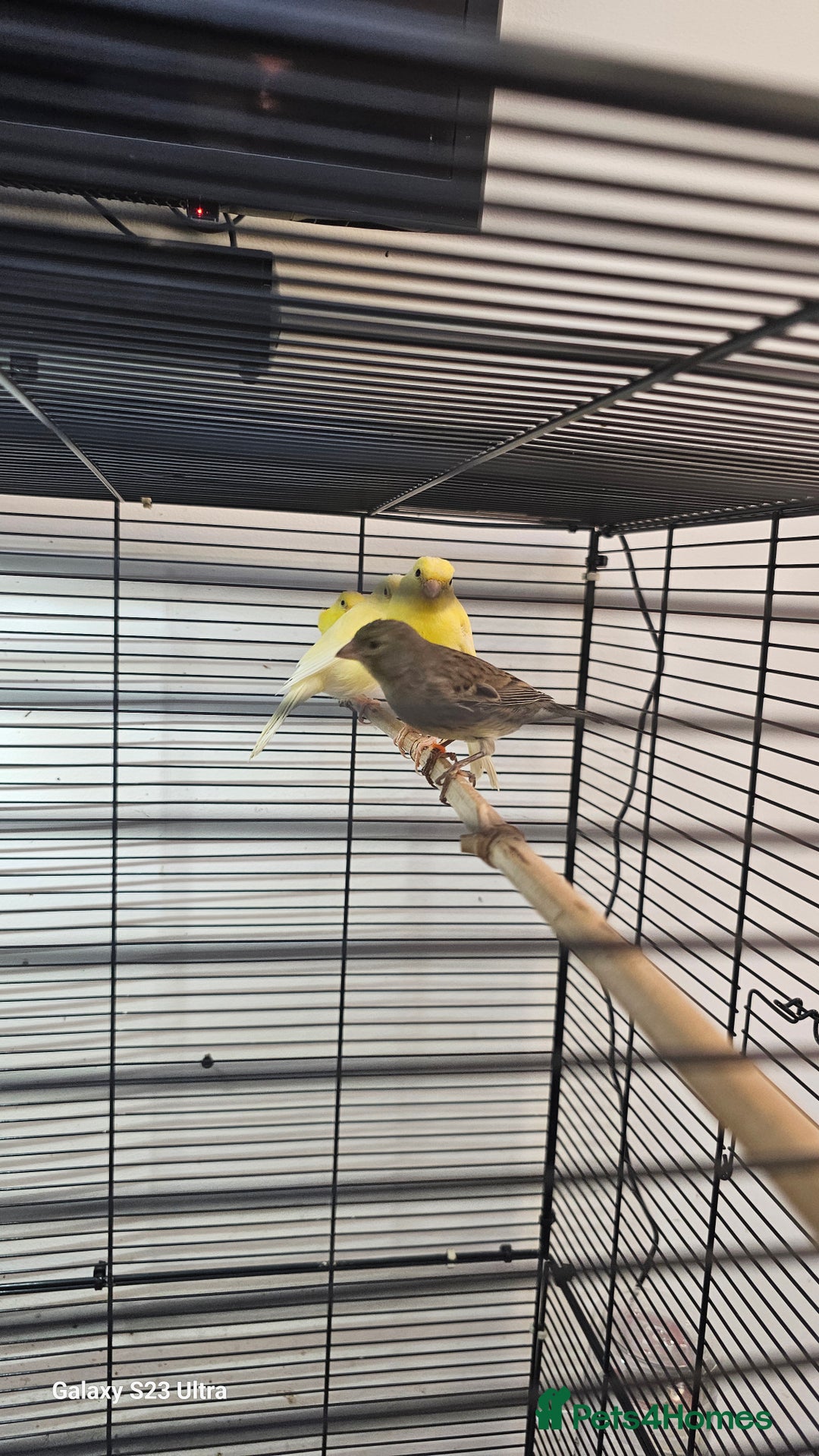 Canaries birds for sale: Irish fancy canary  - Image 11