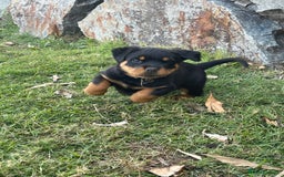 Rottweiler dogs for sale: Pure Bred Rottweilers Boys and Girls Available - Image 6
