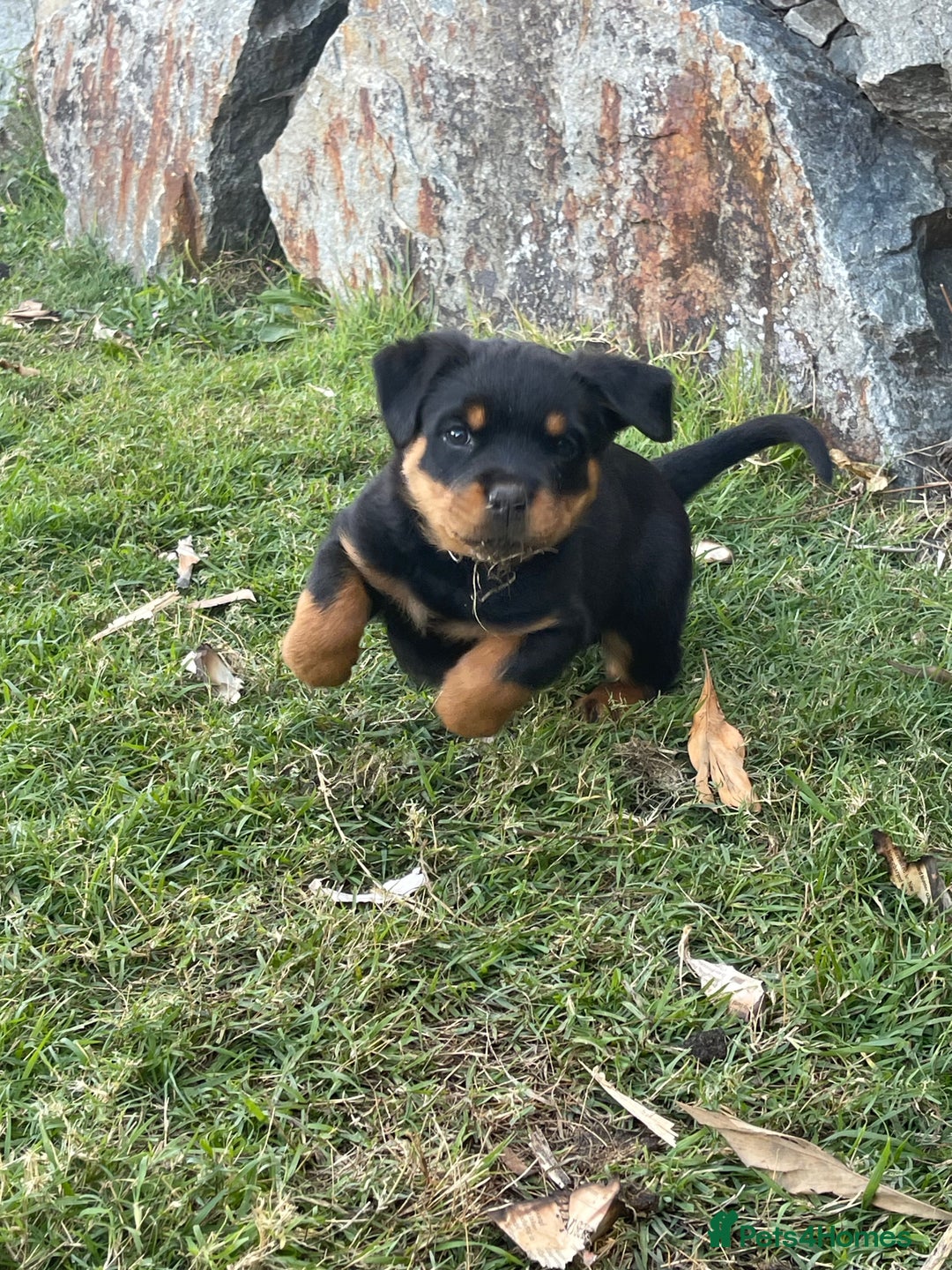 Rottweiler dogs for sale: Pure Bred Rottweilers Boys and Girls Available - Image 6