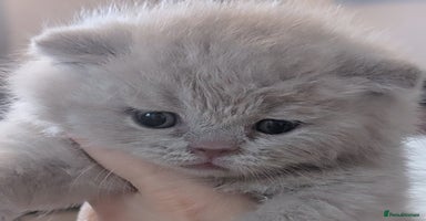 British Shorthair cats - Advert 4