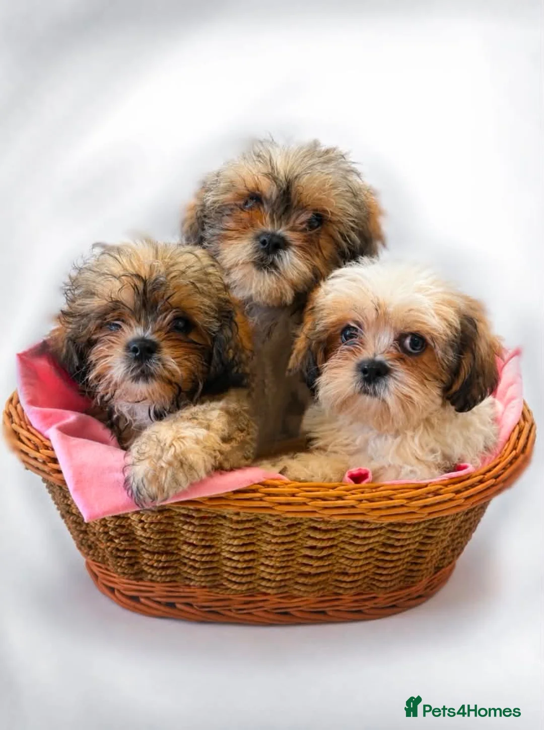 Shihpoo dogs for sale: Toy Shih Poo Babies  - Advert 7