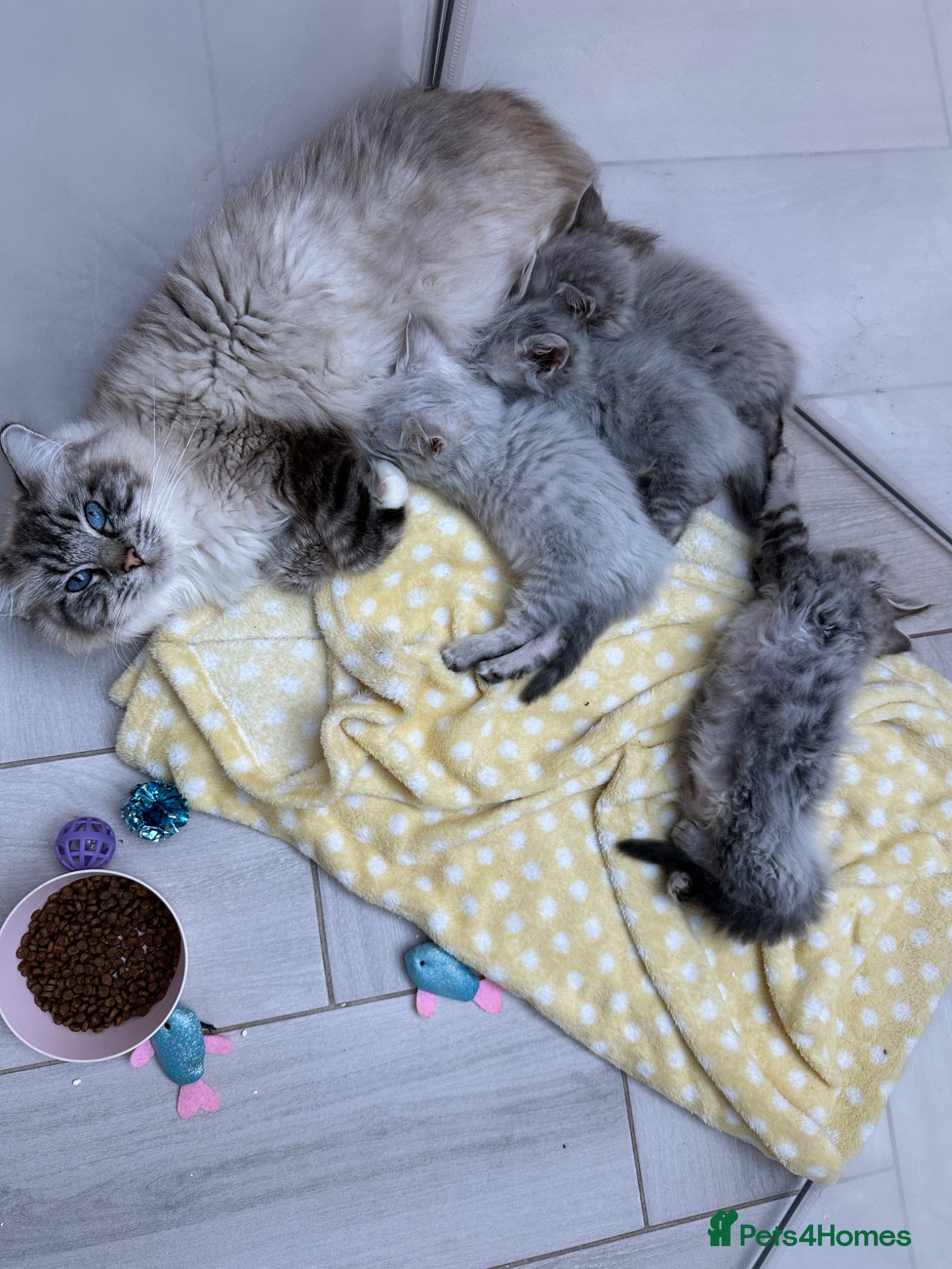 Maine Coon cats Maine coon x lynx ragdoll.  LAST 2 AVAILABLE  - Advert 1