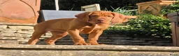 Hungarian Vizsla dogs for sale: Hungarian Vizsla Female, exceptional pedigree - Advert 9