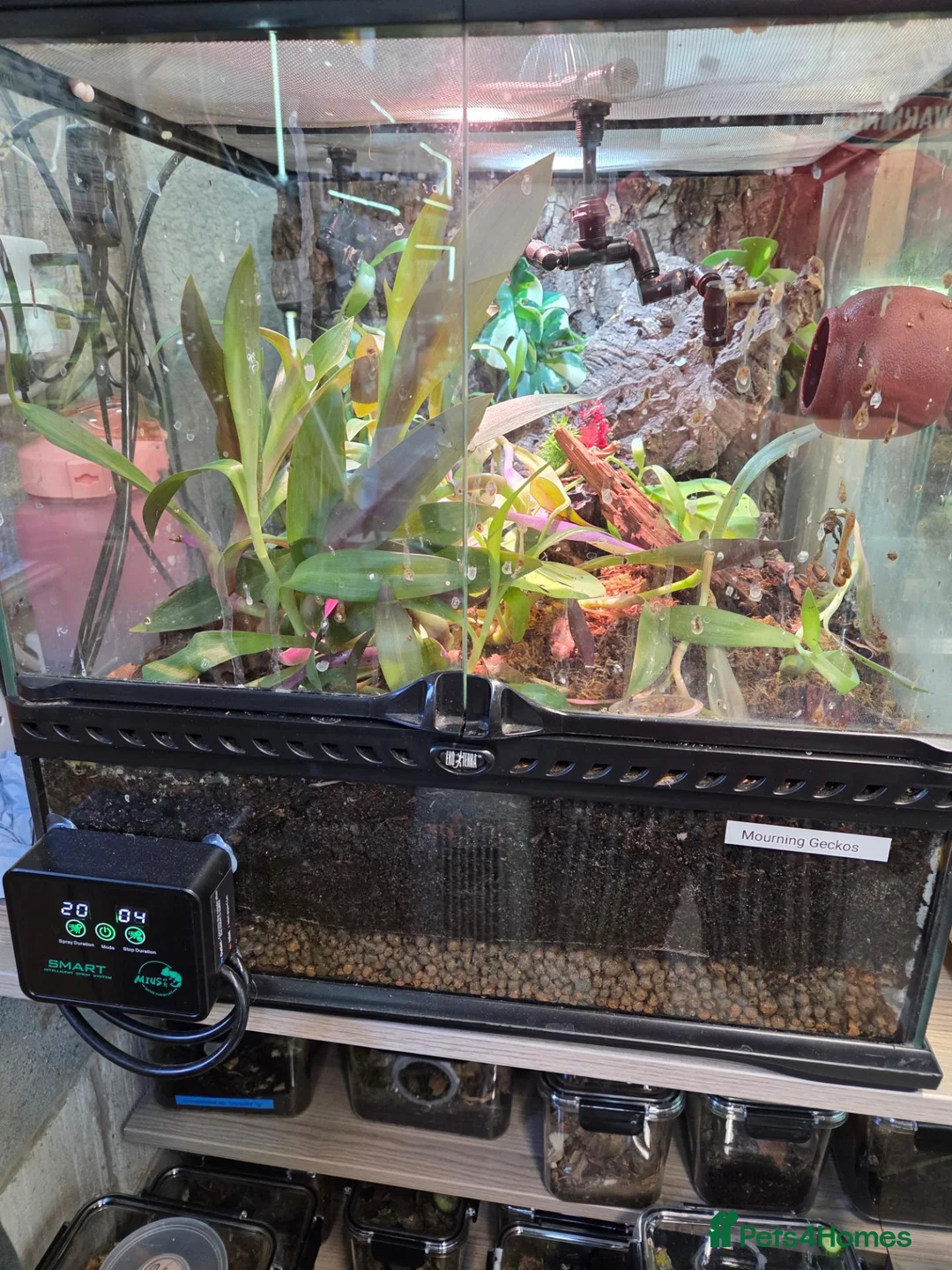 Gecko reptiles for sale: Mourning geckos and enclosure  - Advert 1