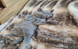 British Shorthair cats for sale: Both parents pedigrees- Dad 5x 🏆 3 boys 1 girl  - Image 20
