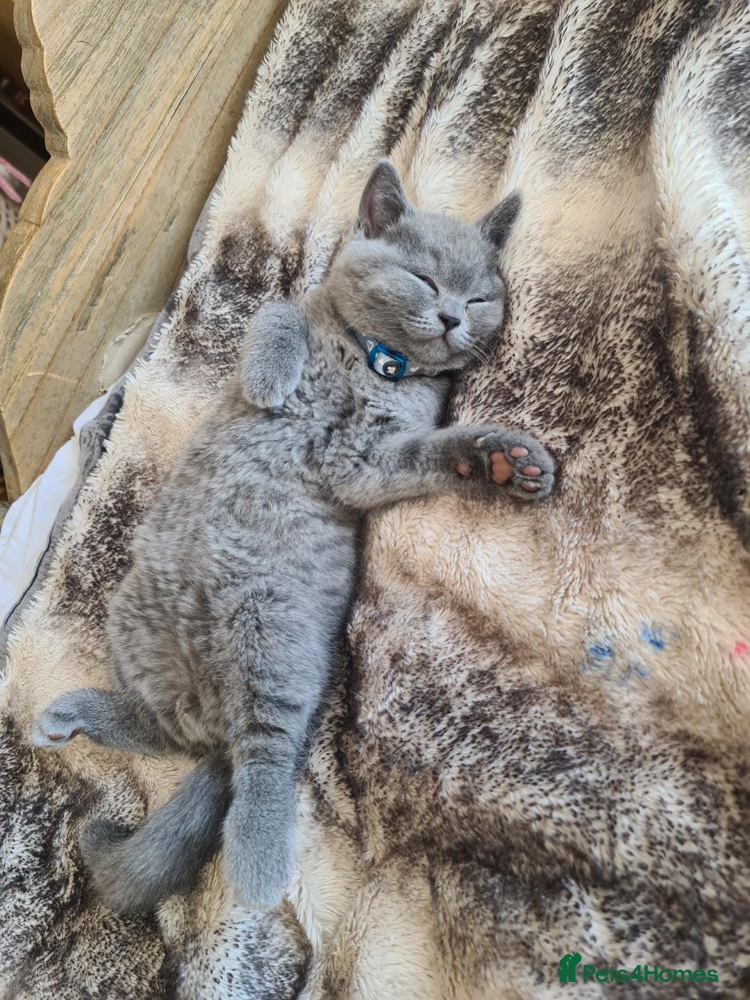 British Shorthair cats for sale: Both parents pedigrees- Dad 5x 🏆 3 boys 1 girl  - Image 20