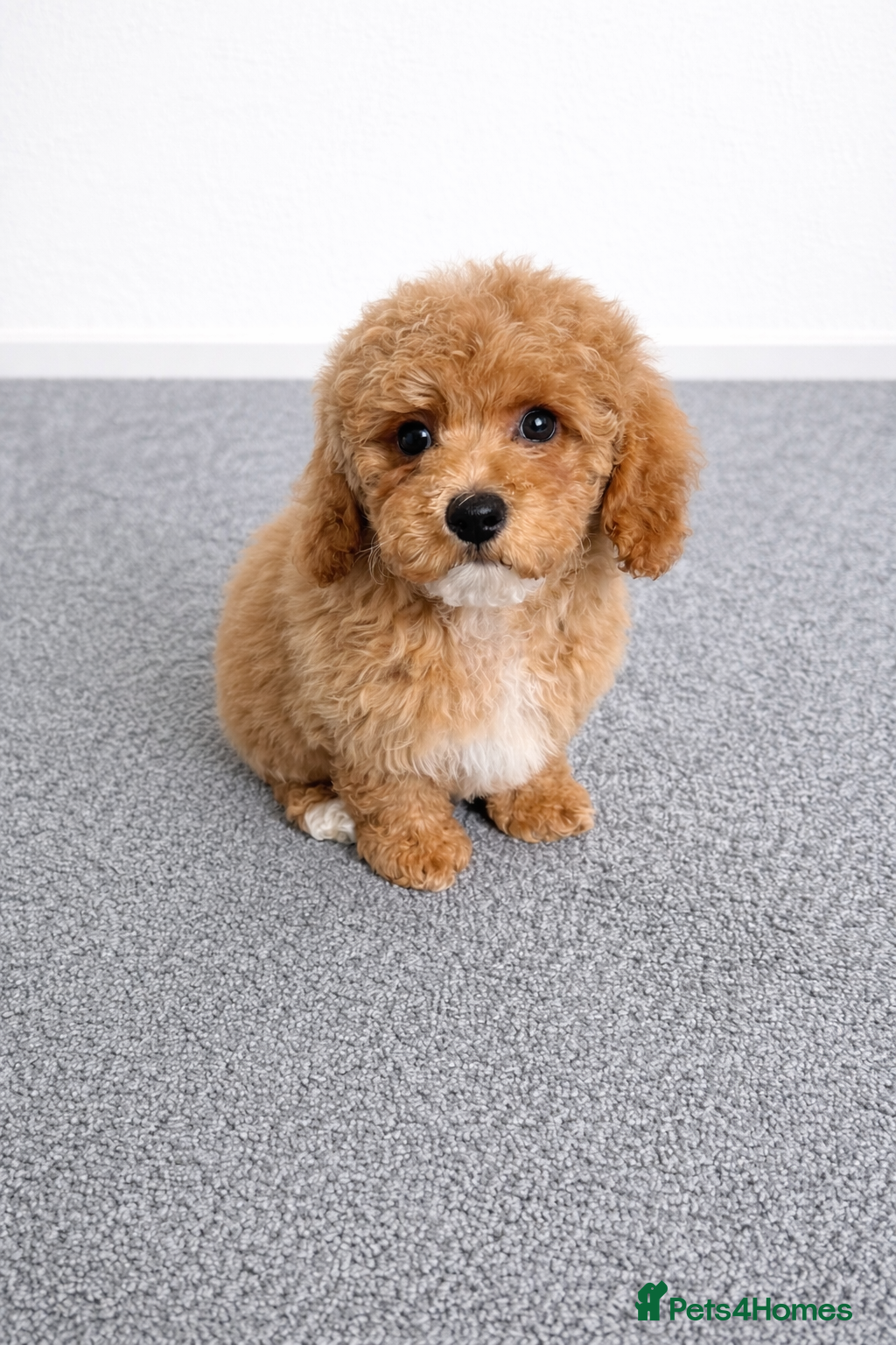 Poochon dogs Asian mini pochoon puppies -Tiny and Curly - Advert 6