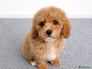 Poochon dogs Asian mini pochoon puppies -Tiny and Curly - Advert 6