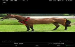 Arabian horse horses for sale: 67% stunning part arab mare prolific in hand - Image 10