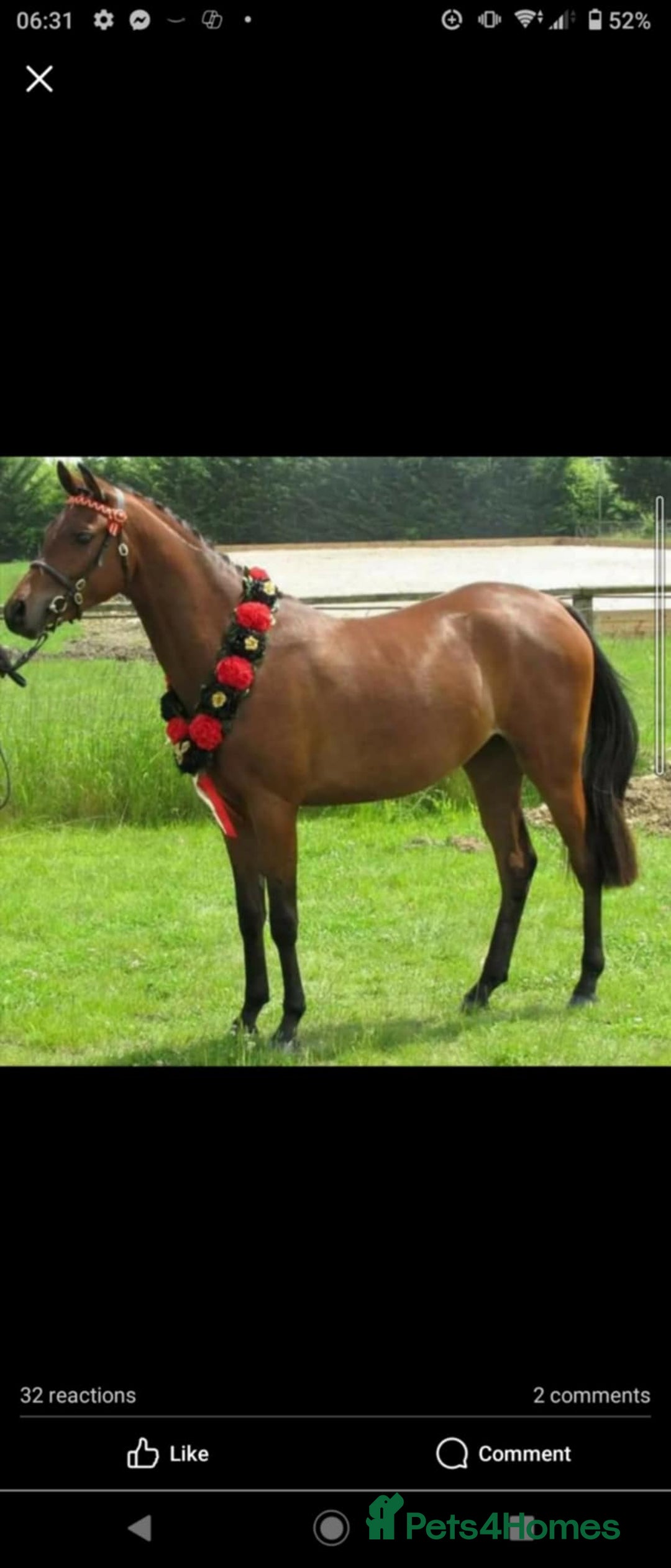 Arabian horse horses for sale: 67% stunning part arab mare prolific in hand - Image 10
