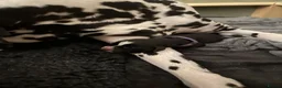 Mixed Breed dogs for sale: Cockermatian (Dalmatian x Working Cocker Spaniel) - Advert 25
