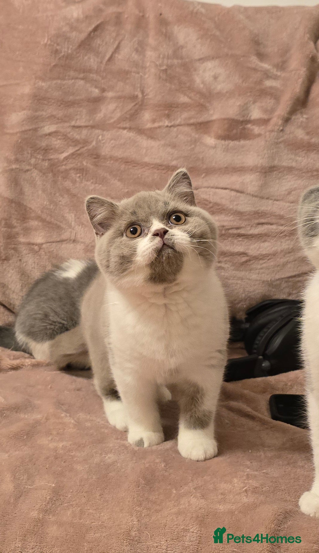 British Shorthair cats 💫 TICA pedigree reg British Shorthair Males - Advert 1