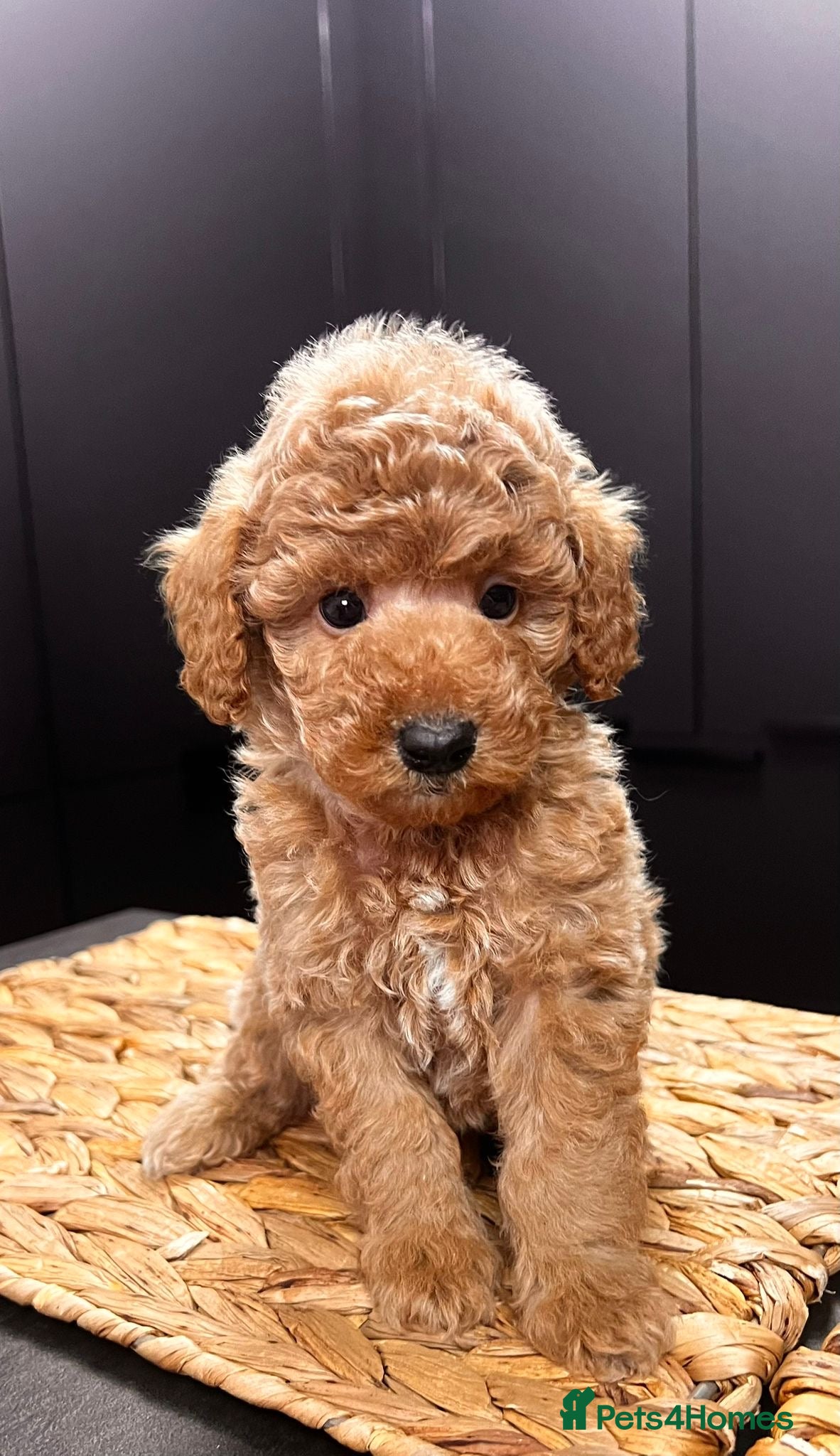 Toy Poodle dogs 🐾 Gorgeous Tiny boy available REDUCED PRICE 🐾 - Advert 11