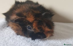 Guinea Pig rodents for sale: Baby Purebred Abyssinian Sow Guinea Pig - Advert 3
