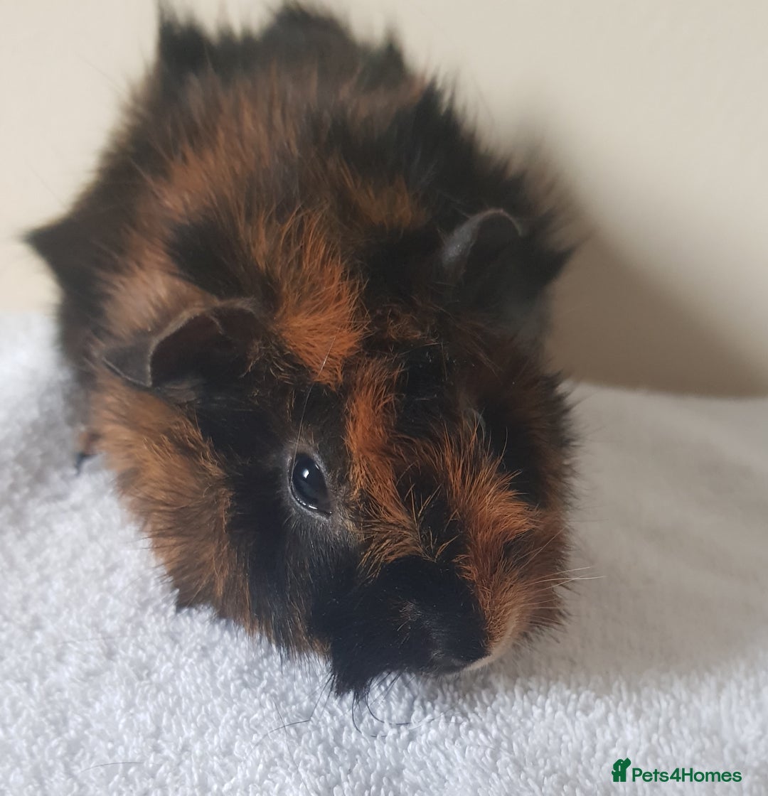 Guinea Pig rodents for sale: Baby Purebred Abyssinian Sow Guinea Pig - Advert 3