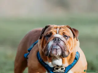 English Bulldog dogs BISCUIT for stud red and white boy - Advert 6