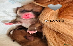 Chihuahua dogs for sale: 6 Gorgeous Chihuahua Puppies 🐶💙🩷🩷🩷🩷💙  - Image 2