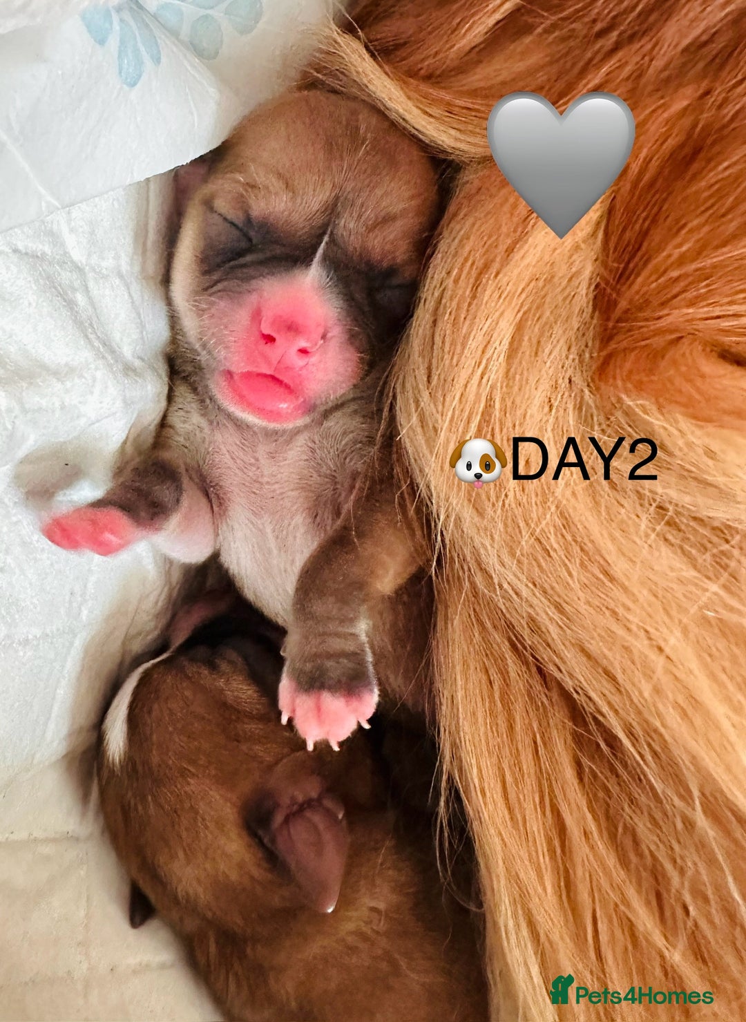 Chihuahua dogs for sale: 6 Gorgeous Chihuahua Puppies 🐶💙🩷🩷🩷🩷💙  - Image 2