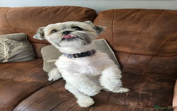 Shih Tzu dogs for stud: Shih tzu stud (pure breed) - Image 1