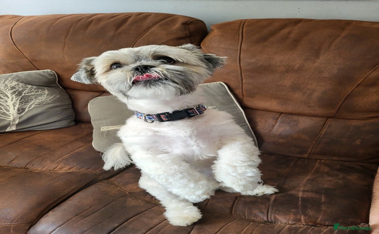 Shih Tzu dogs - Advert 1