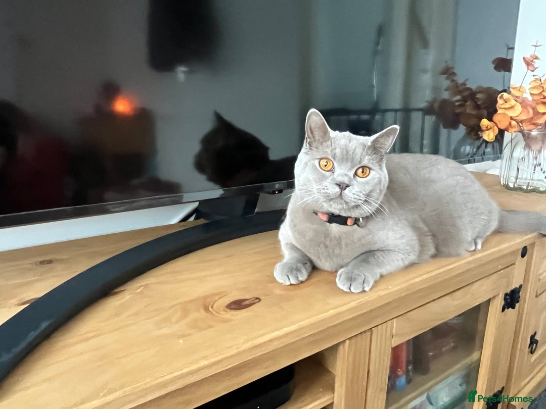 British Shorthair cats for sale: Two stunning boys looking for a loving home! - Image 6