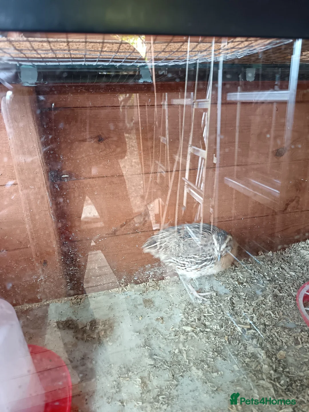 Quail poultry for sale: Coturnix Quails in Guildford - Advert 2