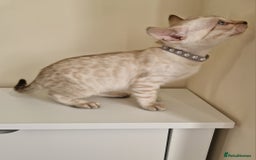 Bengal cats for sale: Stunning Glittered Pedigree Benga kittens  - Image 9