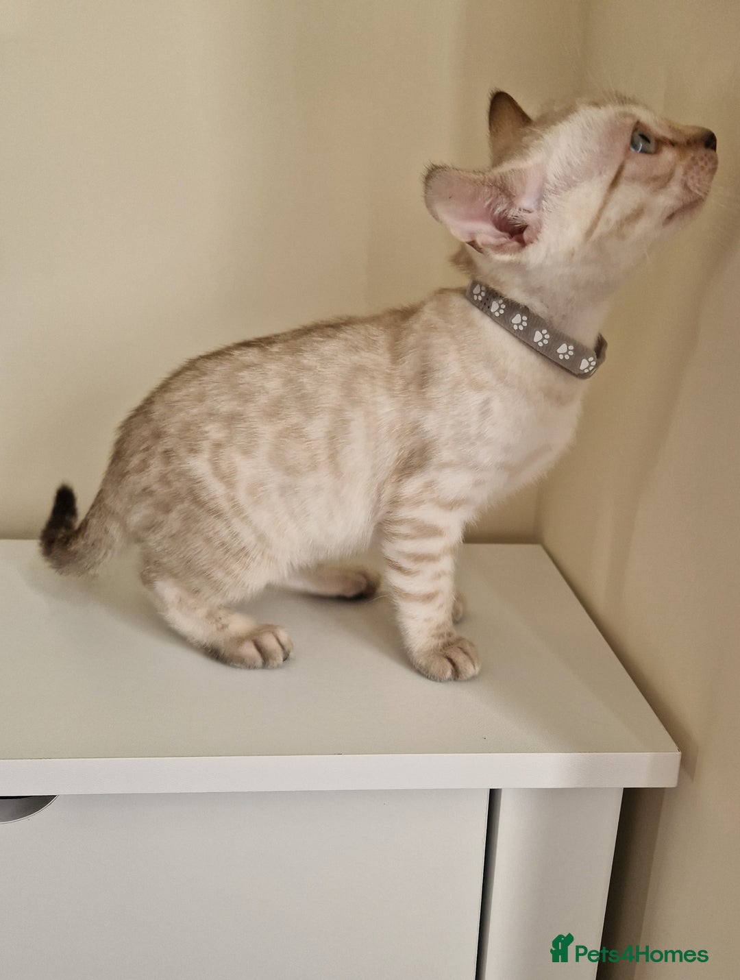 Bengal cats for sale: Stunning Glittered Pedigree Benga kittens  - Image 9