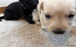 Labrador Retriever dogs for sale: KC Lab pups (from tested parents) REDUCED - Image 11