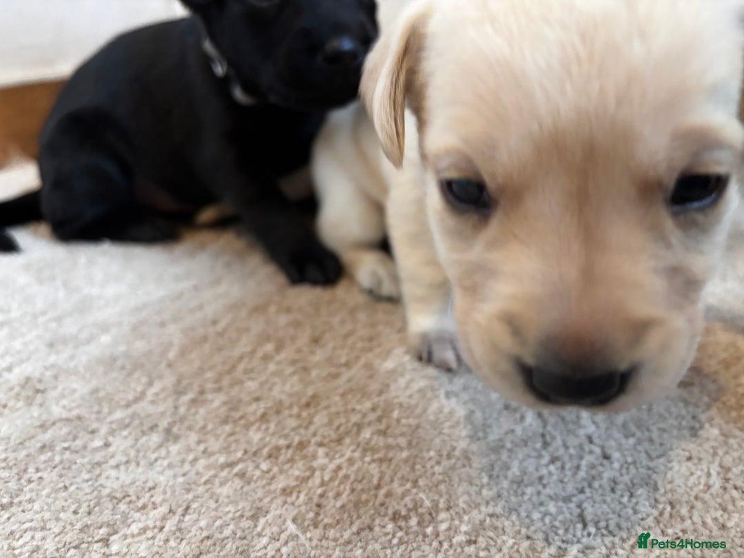 Labrador Retriever dogs for sale: KC Lab pups (from tested parents) REDUCED - Image 11