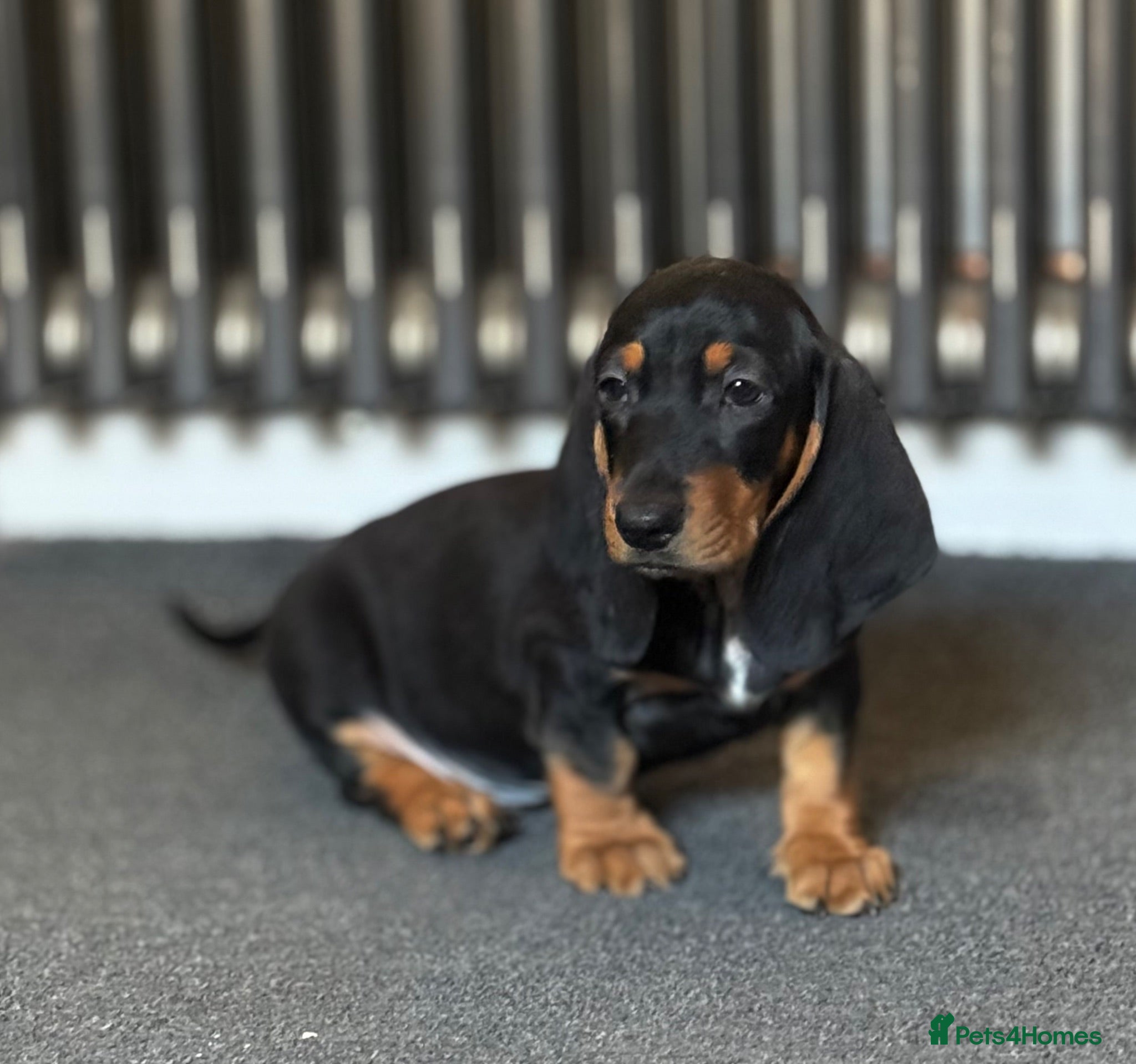 Mixed Breed dogs 🐾 Mini Bassets 🐾 - Advert 1