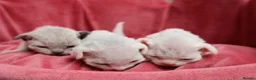 Devon Rex cats for sale: Pedigree Devon Rex Kittens - Advert 20