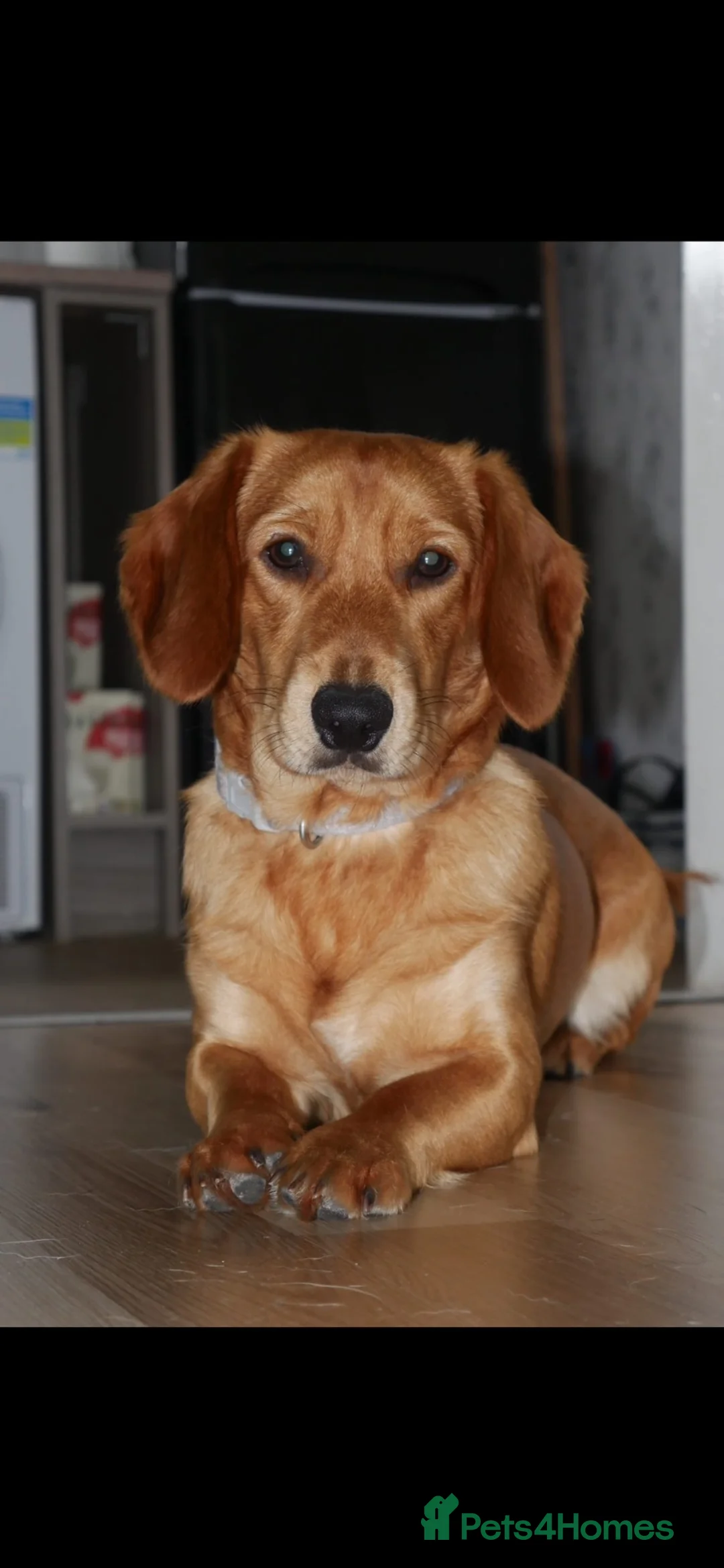 Mixed Breed dogs for sale: Chester corgi/spaniel - Advert 2
