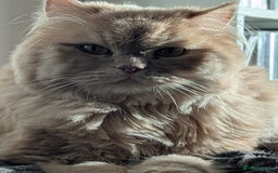 Persian cats for adoption: SIMBA TYPICAL PERSIAN BOY BEAUTIFUL MEDIUM ENERGY  - Image 13