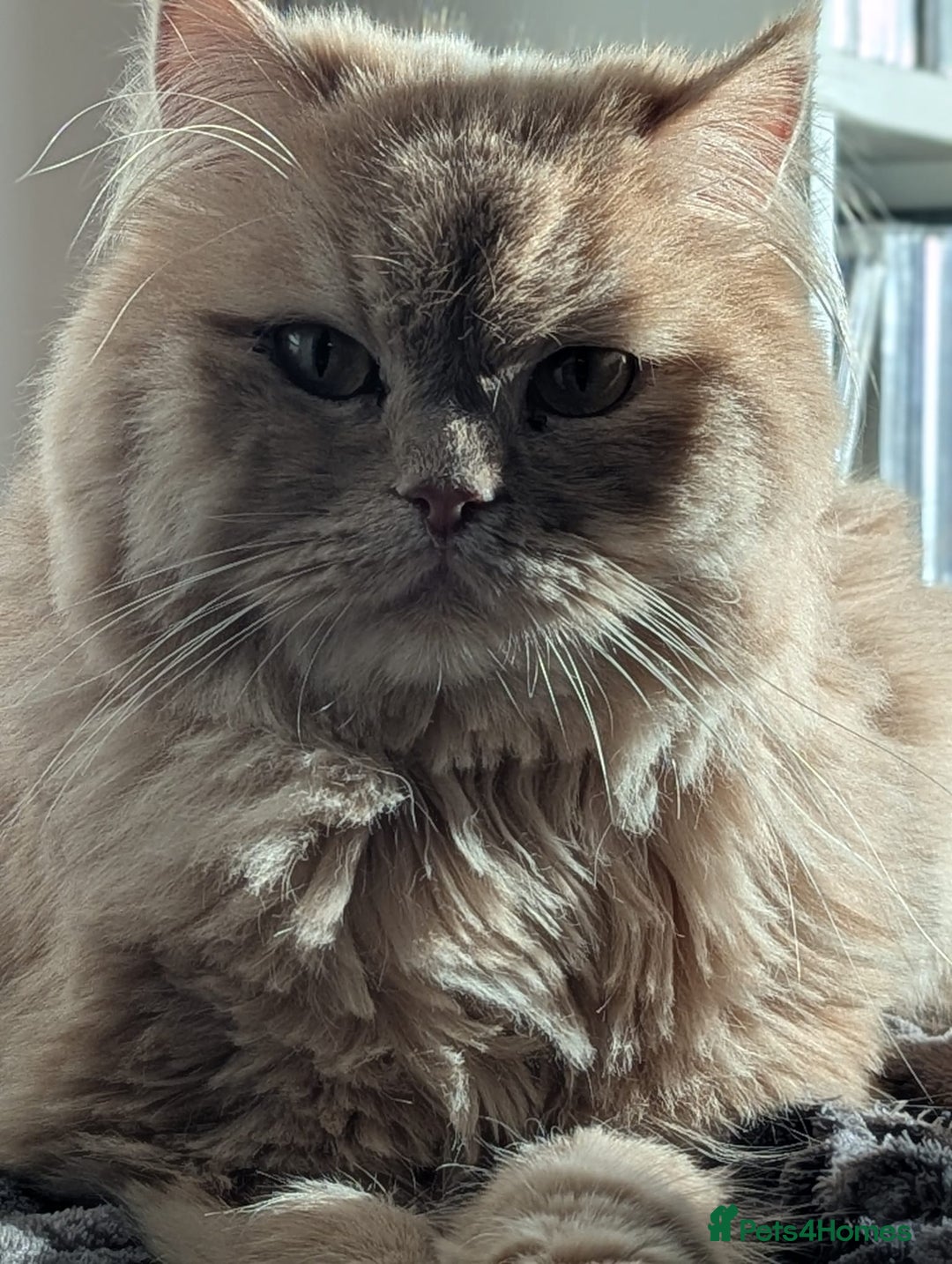 Persian cats for adoption: SIMBA TYPICAL PERSIAN BOY BEAUTIFUL MEDIUM ENERGY  - Image 13