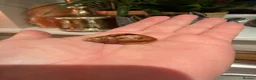 Snails invertebrates for sale: Albino Giant African Land Snails (Achatina Fulica) - Advert 8