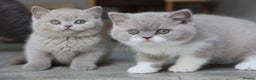 British Shorthair cats for sale: Stunning last baby liliac British shorthair  - Advert 5