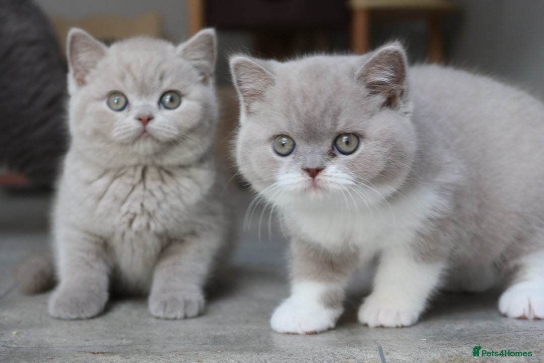 British Shorthair cats for sale: Stunning last baby liliac British shorthair  - Advert 5