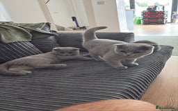 Scottish Fold cats for sale: Stunning Boy Scottish Fold Kitten in Herne Bay - Image 9