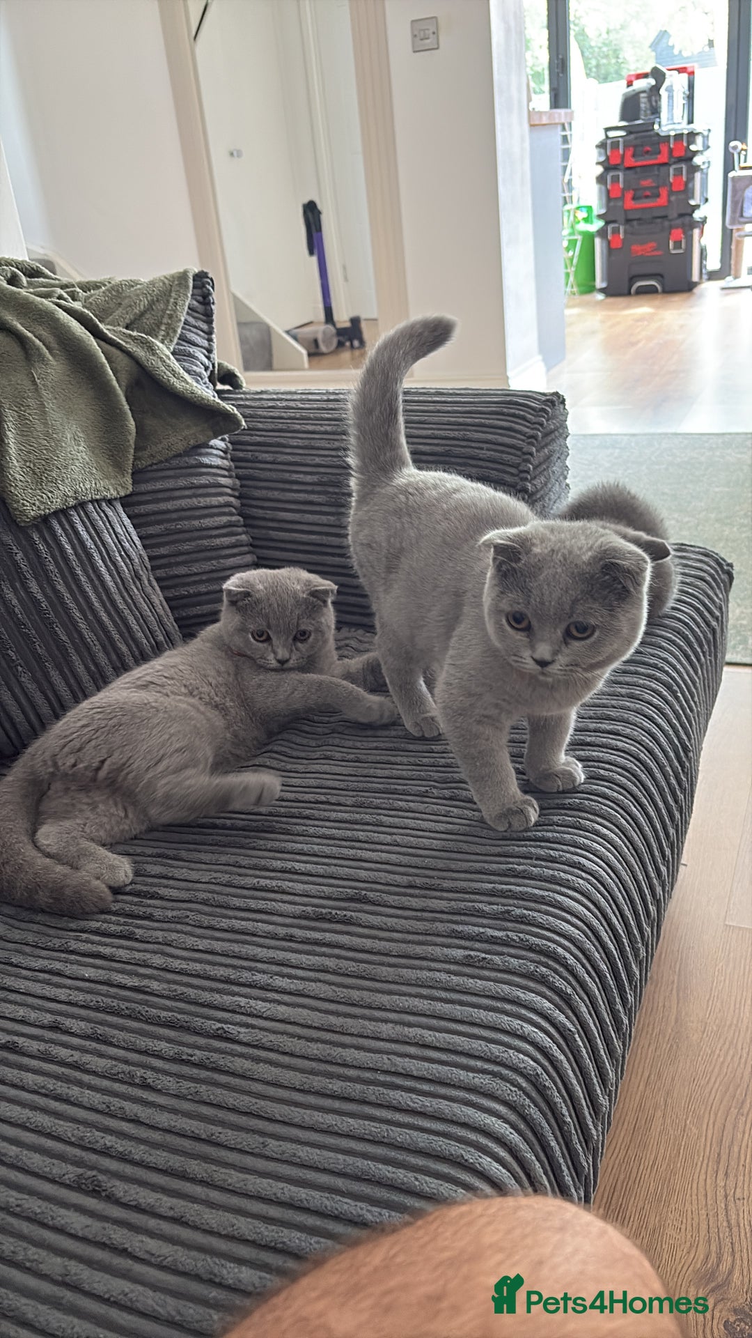 Scottish Fold cats for sale: Stunning Boy Scottish Fold Kitten in Herne Bay - Image 9