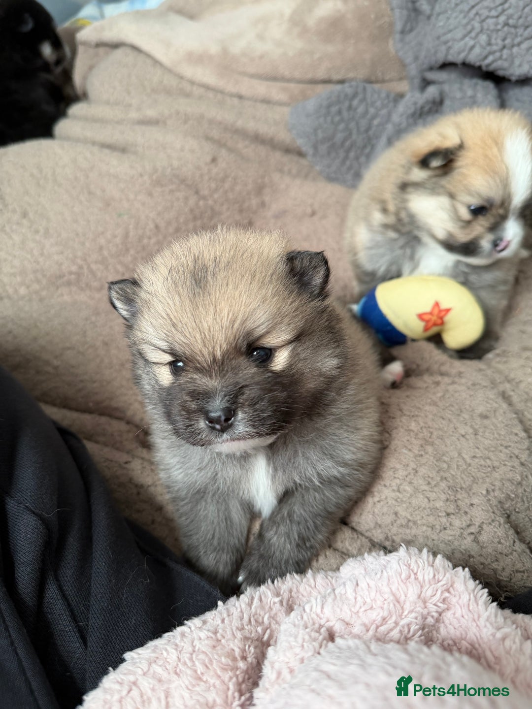 Pomeranian dogs for sale: EXTRA SMALL POMERANIAN PUPPIES  - Advert 4