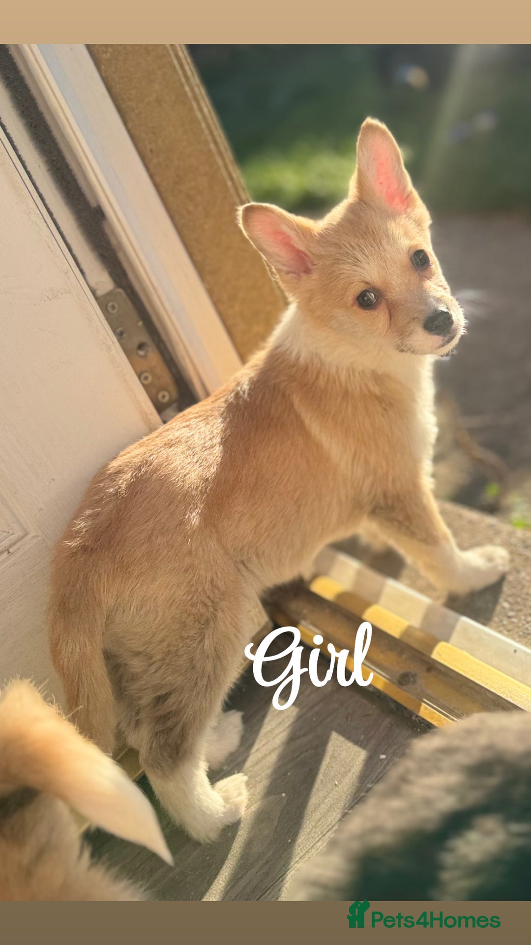 Welsh Corgi Pembroke dogs for sale: Beautiful Welsh Pembroke corgis - Advert 10