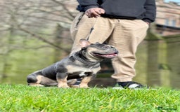 French Bulldog dogs for stud: Best producer known around  in Leigh - Image 2