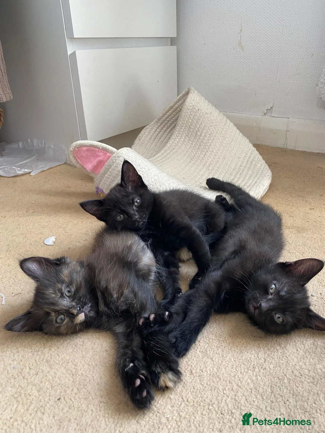 Mixed Breed cats for sale: 3 kittens available  - Advert 4