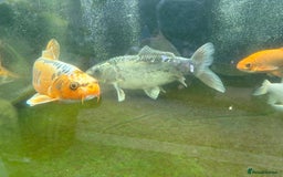 Other/Mixed Breed fish for sale: Koi carp, orphs, mirror carp - Image 7
