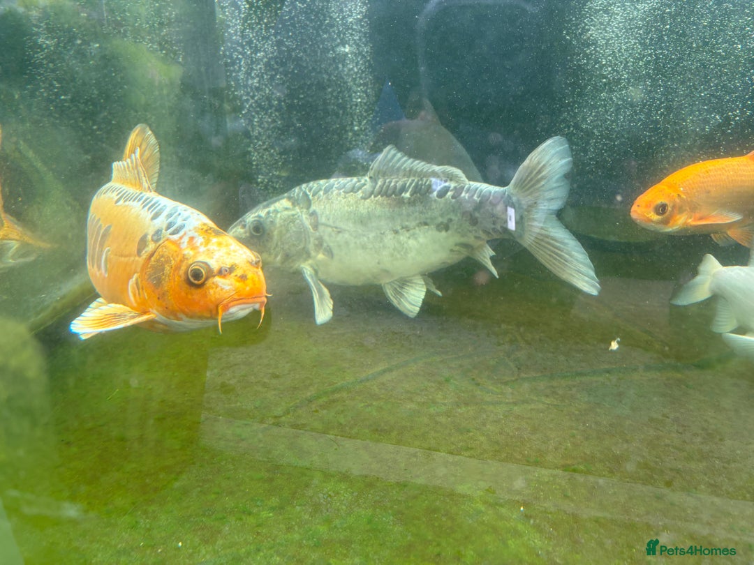 Other/Mixed Breed fish for sale: Koi carp, orphs, mirror carp - Image 7