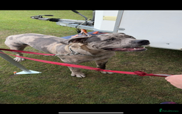 Cane Corso dogs for stud: Merle came corso for stud  - Image 7
