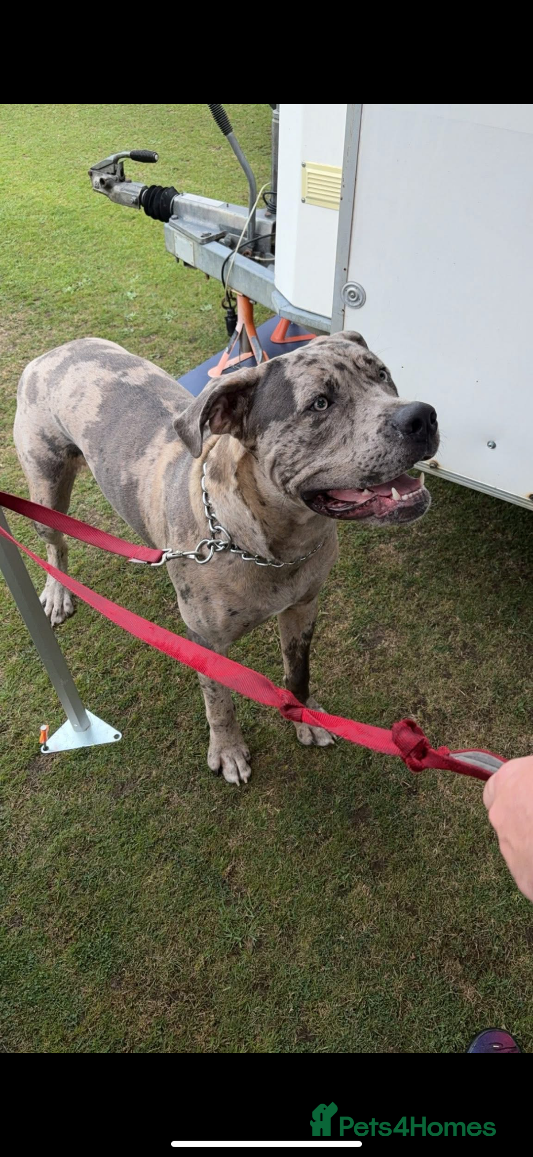 Cane Corso dogs for stud: Merle came corso for stud  - Image 7