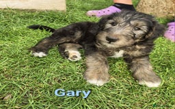 Mixed Breed dogs for sale: Fox Terrier × Australian Labradoodle Pups Sale - Image 8