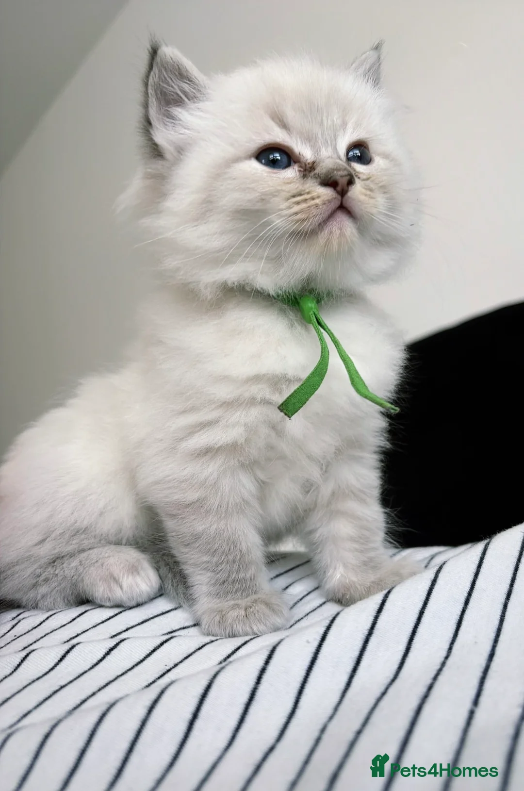 Ragdoll cats for sale: 6 ragdoll kittens  - Advert 9